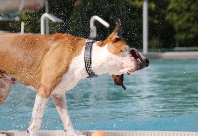 Dog running in lake