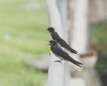 Close-up of bird perching outdoors