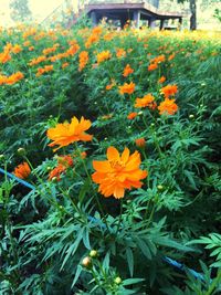 High angle view of orange flowers blooming on field