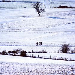 Bare trees on snow covered landscape