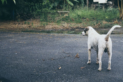 View of dog standing on road