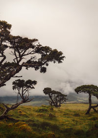 Trees on field against sky