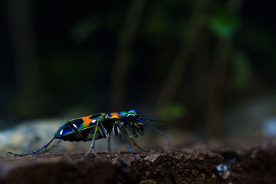 Close-up of insect on rock