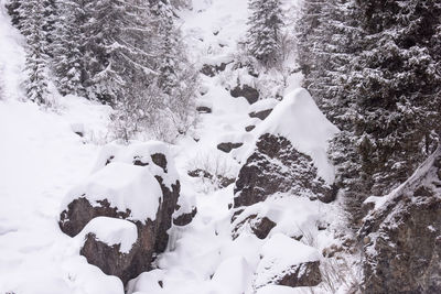 View of snow covered trees