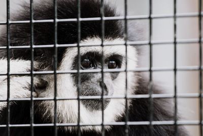 Close-up of dog in cage