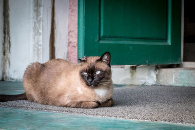 Cat looking away while sitting on doormat