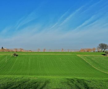 Scenic view of agricultural field against sky