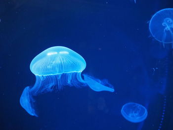 Sendai uminomori aquarium