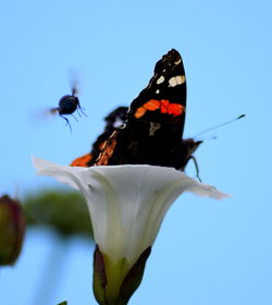 Close-up of butterfly on flower