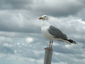 Seagull perching on pole against sky