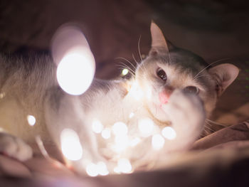 Close-up portrait of illuminated cat at night