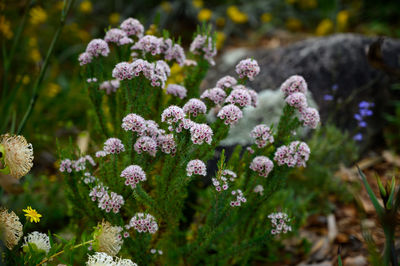 Close-up of pink flowering plants on field
