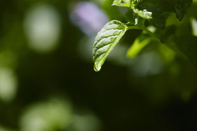 Close-up of green plant