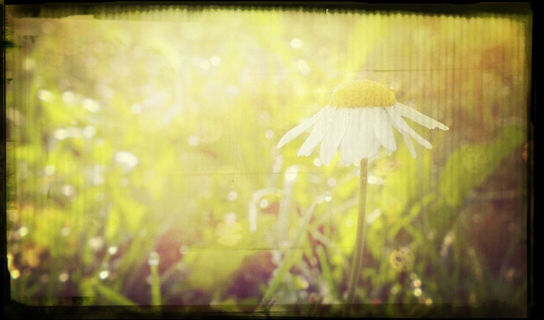 transfer print, auto post production filter, growth, plant, nature, focus on foreground, close-up, flower, field, beauty in nature, fragility, selective focus, freshness, day, outdoors, no people, sunlight, stem, grass, tranquility