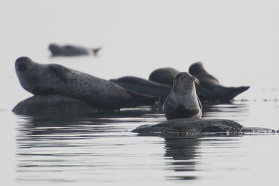 Duck swimming in sea
