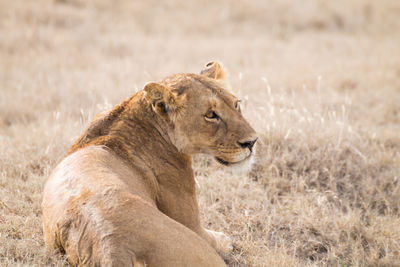 View of a lion