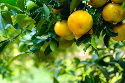 Close-up of fruits growing on tree