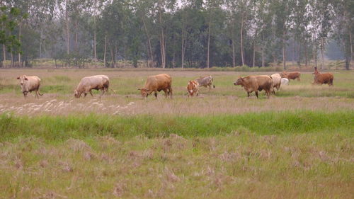 Horses in a field