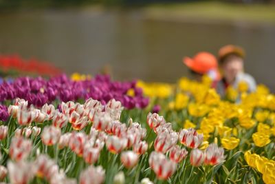 Close-up of flowers blooming on field