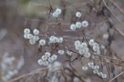 Close-up of white flowers on tree