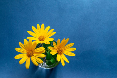 Close-up of yellow flower against blue background