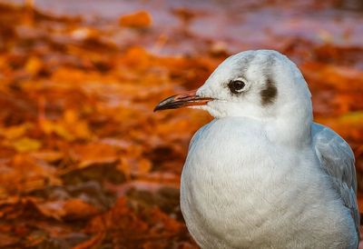 Close-up of bird