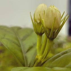 Close-up of yellow flower