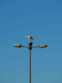 Low angle view of seagull perching on street light against clear sky