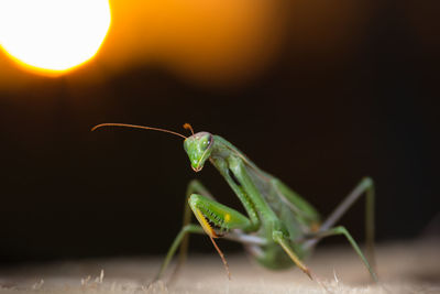 Mantis patiently posing at sunset and lurking. close up of insect in the nature