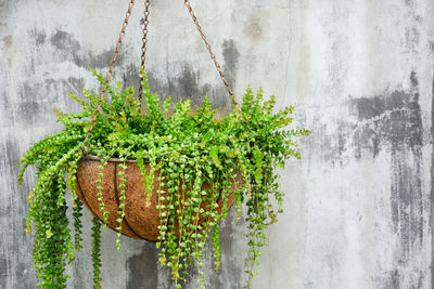 Directly above shot of potted plant hanging on wall