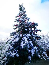 Low angle view of flower tree against sky