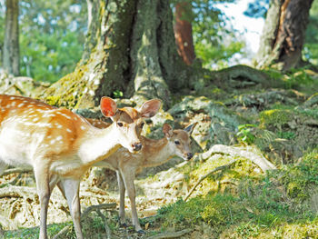 View of deer