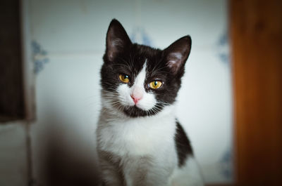 Close-up portrait of cat at home