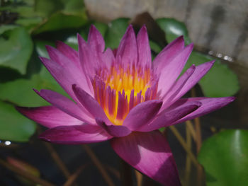 Close-up of pink flowers