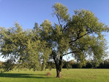 Trees on field against clear sky