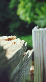 Close-up of leaf on wooden fence