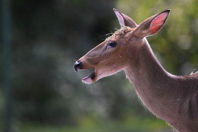 Close-up of deer