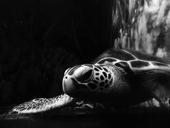 Close-up of turtle swimming in aquarium