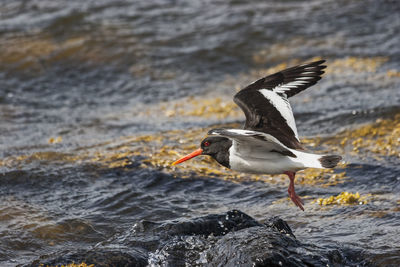 Bird perching on rock