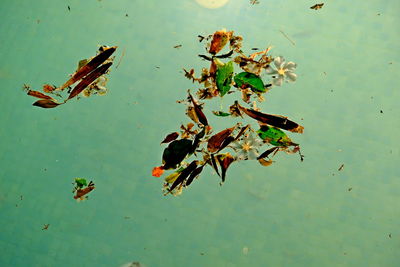 High angle view of grasshopper on lake