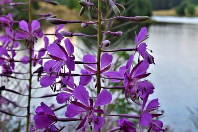 Close-up of purple flowering plant