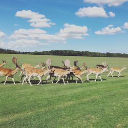 Horses on field against sky