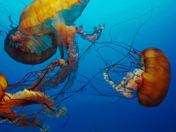 Close-up of jellyfish swimming in sea