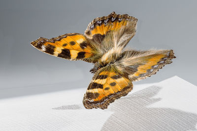 Close-up of butterfly on white background