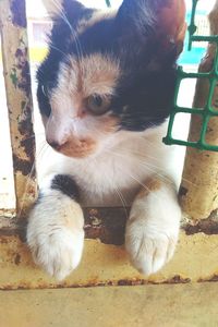 Close-up of cat sitting outdoors