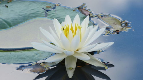 Close-up of lotus water lily blooming outdoors