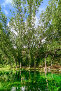 Trees by lake in forest against sky