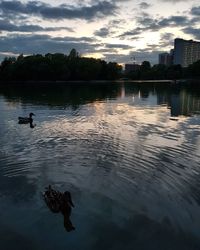 View of ducks swimming in lake during sunset