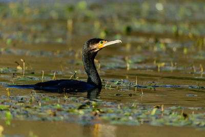 Bird in a lake