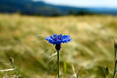 Close-up of purple flowering plant on field